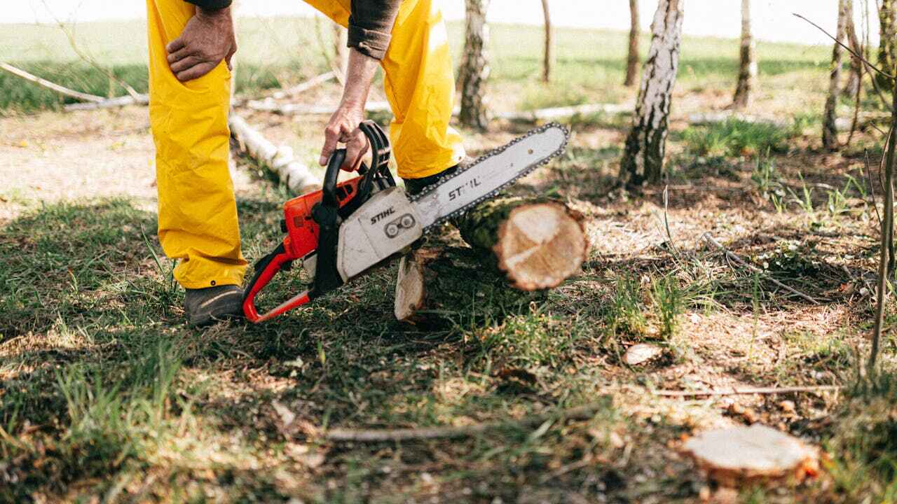 Emergency Storm Tree Removal in Grand Haven, MI